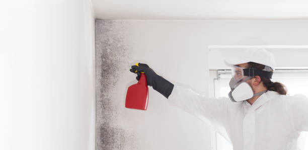 Reliable Choudrant, LA Mold Removal Solutions